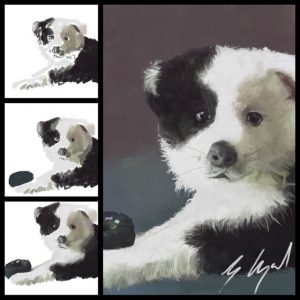 Digital Pet Portraits - Dogs - Border Collie